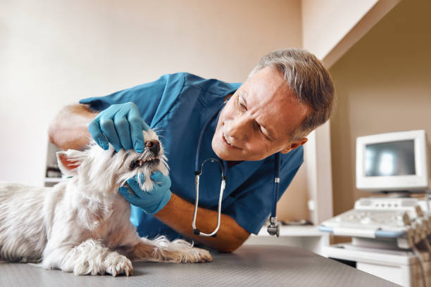 Best Emergency Dental Care for Broken or Chipped Teeth in Crandall, TX